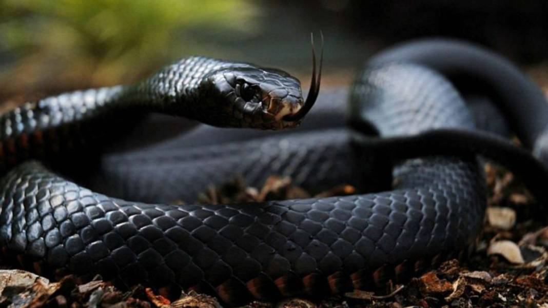 Dünyanın En Zehirli Yılanı! Renk Değiştirip Saldırıyor: Soktuğu İnsanı Dakikalar İçinde Öldürüyor 4